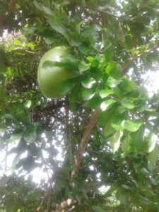 During the colonial period of the Danish West Indies, calabash fruit ( Crescentia cujete) was a handmade instrument playing at funerals. (Photo by Olasee Davis)