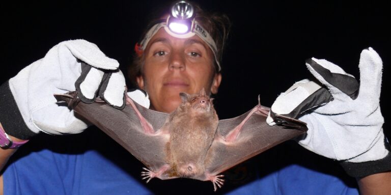 SEA Hosts Family Bat Tower Visit