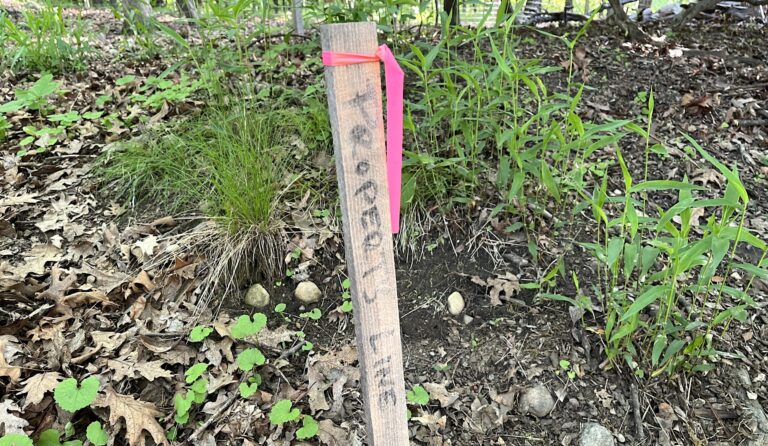 Top Land Surveyor’s License Suspended for Misconduct