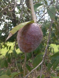 Custard-apple (Annona reticulata L.) is an extremely rare native fruit in the wild of the Virgin Islands. It flowers from June to September and is in fruit from September to April. (Photo by Olasee Davis)