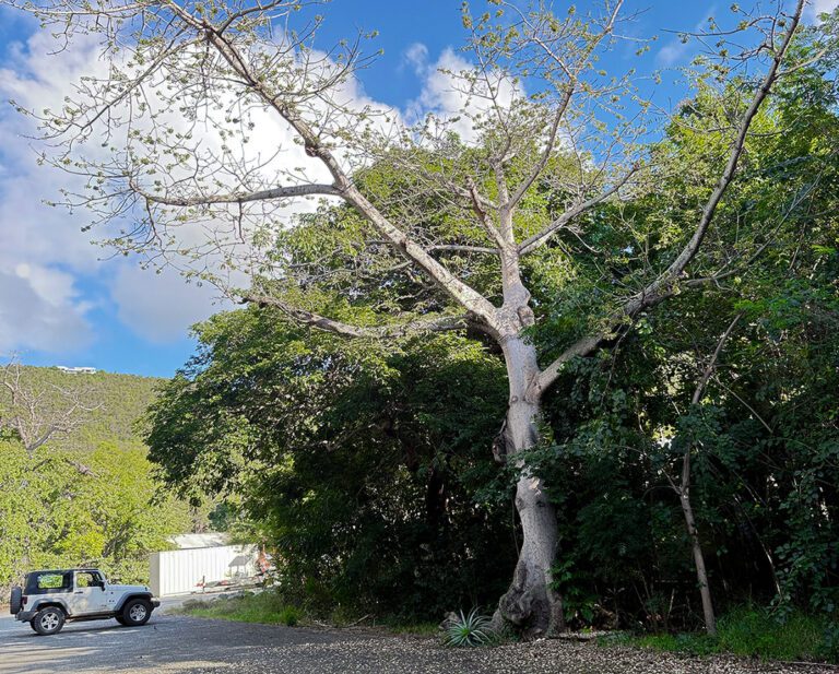 Kapok Trees Create a Community in a Lonely Caneel Bay Parking Lot