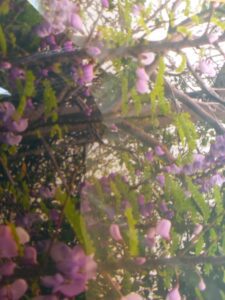 The Watapania (Poitea florida) is a small, endemic native ornamental tree to the Virgin Islands and Puerto Rico, with beautiful purple flowers adaptable to dry areas. (Photo by Olasee Davis)