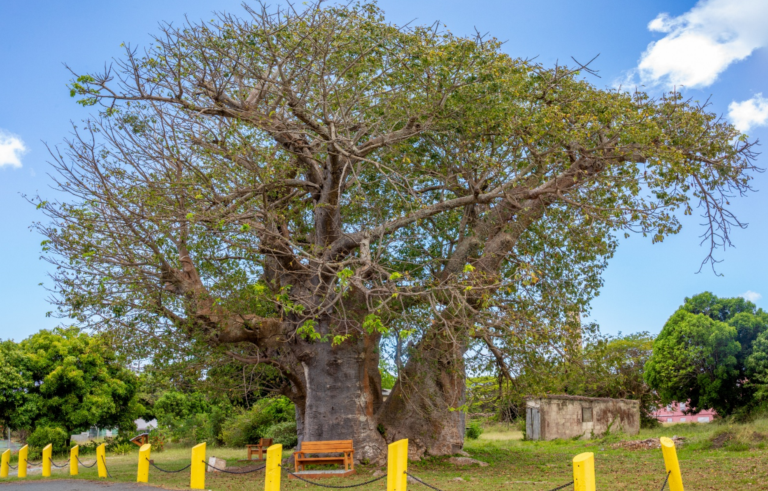Community Stewardship Project Completed at Historic Estate Grove Baobab Tree