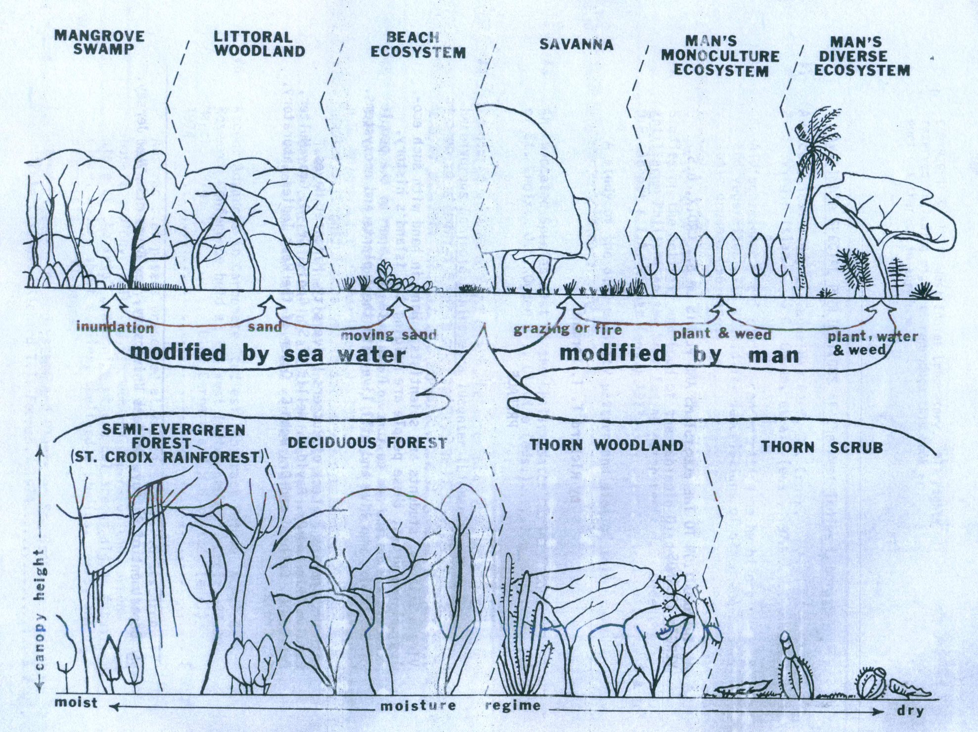 There are 10 forest ecosystem types on St. Croix. They are semi-evergreen forest, deciduous forest, thorn woodland, thorn scrub, mangrove swamp, littoral woodland, beach ecosystem, savanna, man's monoculture ecosystem, and man's diverse ecosystem. The semi- evergreen forest on St. Croix is in isolated ravine areas like in the northwestern and northeastern central part of the Maroon Park, which usually contains semi-evergreen forest where the average rainfall is between 45 to 60 inches on a normal year. (Graphic presentation by Richard T. T. Forman)
